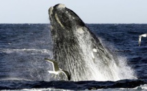 Pic de mortalité chez les baleines franches : le Canada et les Etats-Unis enquêtent