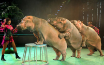 Cirque: les conditions de vie de Jumbo l'hippopotame devant la justice