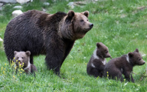 Ours dans les Pyrénées: enquête après l'agression de quatre agents publics en Ariège