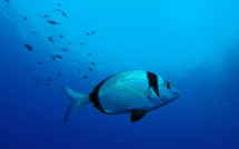 Mort d'un plongeur français dans une grotte en Espagne