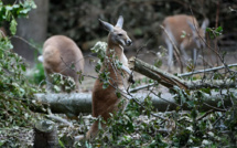 Australie: un homme inculpé pour avoir tranché la gorge d'un kangourou