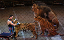 Animaux en captivité: les cirques dénoncent une "campagne de dénigrement"