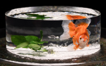 Louer un poisson pour la nuit, l'idée insolite d'un hôtelier belge