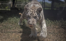 Petite leçon de chasse à destination des félins nés en captivité