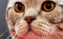 La Fondation 30 millions d'amis sauve 130 chats vivant dans un 25 m2 à Paris