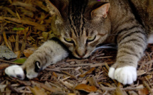 Irma: à Key West, les 54 chats à six doigts d'Hemingway sains et saufs