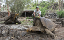 Au Galapagos, un programme de reproduction pour des tortues éteintes