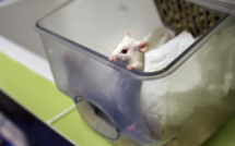 Un patch fait fondre les poignées d'amour chez les souris