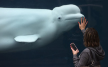 Canada: le caribou et le béluga, espèces les plus menacées (WWF)