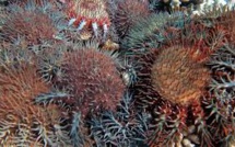 Un gastéropode géant contre l'étoile de mer dévoreuse de coraux