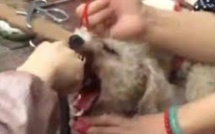 Chine: il coupait les cordes vocales des chiens "bruyants"