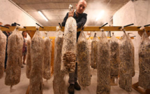 A Marseille, les champignons naissent dans le café