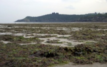 Algues vertes, algues bleues: de nombreux milieux aquatiques étouffent