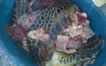 Maupiti : 436 kilos de viande de tortue découverts