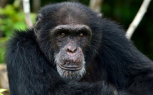 Ponso, dernier survivant de l'île aux chimpanzés en Côte d'Ivoire