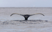 Japon: 177 baleines tuées dans le Pacifique