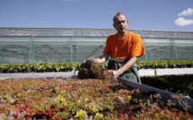 La campagne sur les toits de Paris: saison 2 pour les "Parisculteurs"