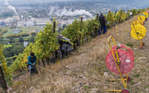 En Alsace, des vendanges en rappel pour un pinot gris grand cru