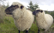 Les moutons aiment-ils courir ou non?