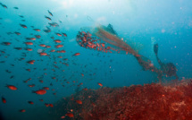 Des nurseries sous l'eau pour "repeupler la mer"