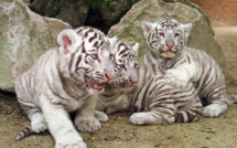 Inde : un gardien tué par deux petits tigres blancs
