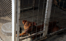 A Bagdad, des animaux des rues sauvés grâce aux réseaux sociaux