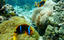 "Les anémones blanchissent, les poissons-clowns pâtissent", alarme le Criobe