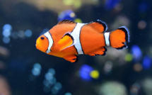 Climat: "Nemo", stressé par le blanchiment de son anémone, pond moins