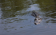 Australie: des restes humains retrouvés dans un crocodile