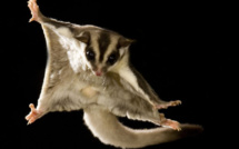 Australie: une perruche menacée par un marsupial volant