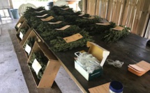 Une importante saisie de paka chez un particulier à Raiatea
