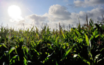 Plus d'1,3 million de signataires contre le glyphosate