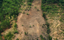 La perte des surfaces boisées mondiales a bondi de 51% en 2016