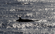 Les baleines, nouvelles stars de l'écotourisme en Islande, loin du harponnage