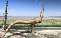 Un petit dinosaure à plumes se camouflait pour échapper aux prédateurs