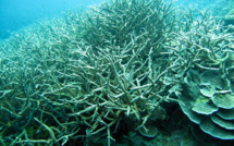 La survie des récifs coralliens, suspendue à la baisse de la pollution