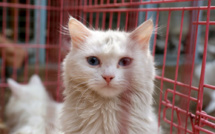 Japon: un chat errant peut-être à l'origine d'une tentative de meurtre