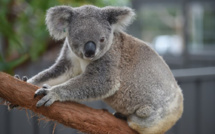Mutilations d'animaux en Australie: un Koala retrouvé les oreilles coupées