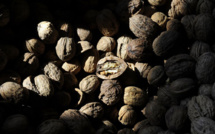 Consommer régulièrement des fruits à coque réduirait le risque cardiovasculaire