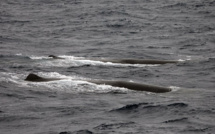 Indonésie: quatre grands cachalots morts échoués sur une plage