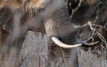 Washington réautorise l'importation de trophées d'éléphants