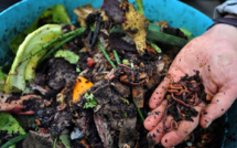 Des "lombricomposteurs" distribués aux Parisiens, pour faire du compost