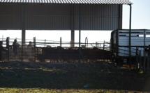 Des éleveurs portugais attendent désespèrement la pluie