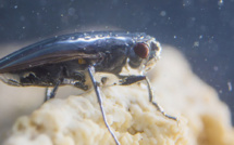 Le mystère des mouches plongeuses du lac Mono? Un scaphandre d'air