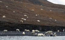 Des ours polaires massés sur une île à cause du réchauffement