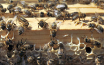 Abeilles: la vente en France des pesticides Closer et Transform suspendue