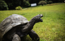Jonathan la tortue, 185 ans au moins et apôtre de la lenteur