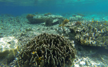 Grande barrière: des chercheurs réussissent à transplanter du corail