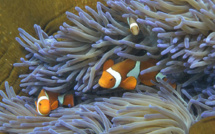 Grande barrière de corail: un coeur de récifs résiste au blanchissement