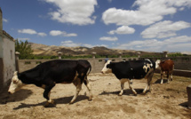 Résistance aux antibiotiques: un lien avec l'usage ancien de pénicilline dans les élevages